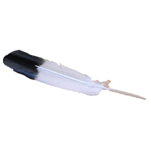Smudging Feather 8-14 in White with Black Tip - 1 Smudging Feather 8-14 in White with Black Tip - 1