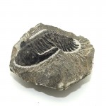 Trilos Flexicalymene Fossil 6-7cm 1 Pc
