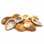 Abalone Shell Rough 1-5cm (10 Pieces)