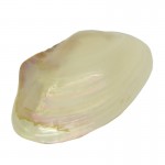 River Mussel Shell 15-18cm