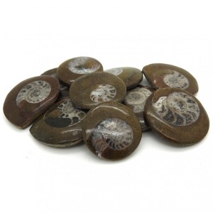 Goniatite Buttons Polished 2-3cm