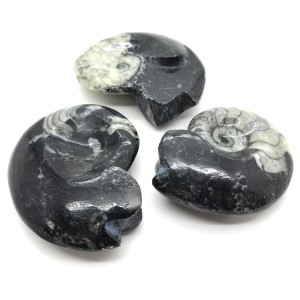 Goniaties Double Polished 7-8cm