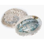 Abalone Shell Rough 13-15cm 1 Pc