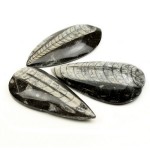 Orthoceras Fossil Pear Drop Polished Small