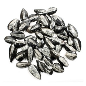 Orthoceras Pear Drops Medium