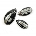 Orthoceras Fossil Pear Drop Polished Large