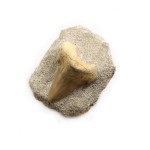 Shark Tooth 1in on Rock