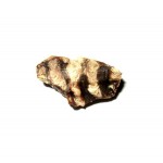 Stromatolite Rough Piece in Display Box