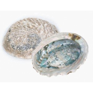Abalone Shell Rough 17-19cm