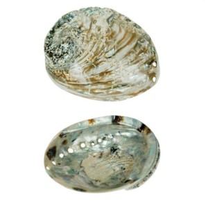 Abalone Shell Rough 5-10cm - 1 Pc