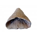 Calceola Sandalina Horn Fossil 2-3cm (Morocco)