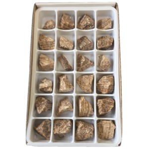 Aragonite Peru Rough Stone Box - 24 Pcs (Brazil) Aragonite Peru Rough Stone Box - 24 Pcs (Brazil)