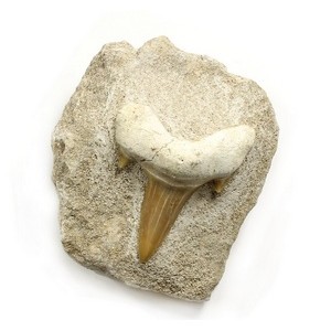Shark Tooth in Matrix 2 in (Morocco)
